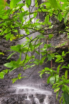 Through the Leaves