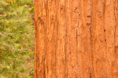 Verticality
