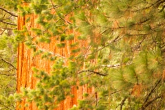 Hidden