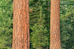 Pine Along