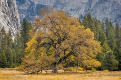 Oak, Fall, Yosemite