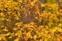 Yosemite at Fall #1