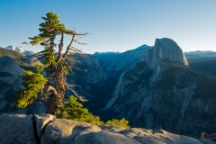 Pine and Dome