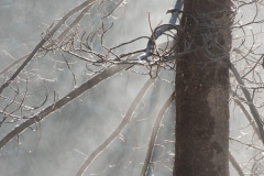 Frosting Morning