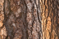 Textured Light