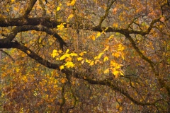 Yosemite at Fall #2