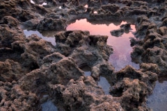 Reef