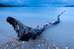 The Limb