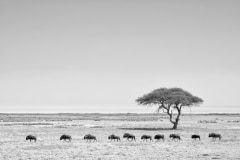 The Crossing
