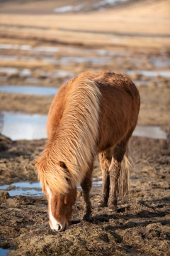 Icelandic Horse #1