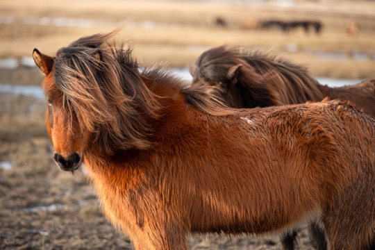 Icelandic Horse #2