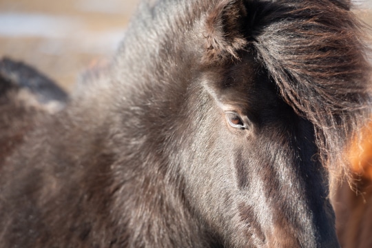 Icelandic Horse #3