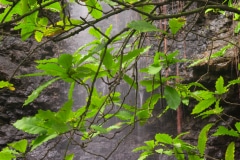 Through the Leaves